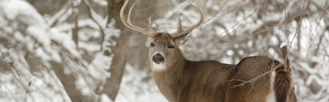 White-Tailed Deer | Vermont Fish & Wildlife Department